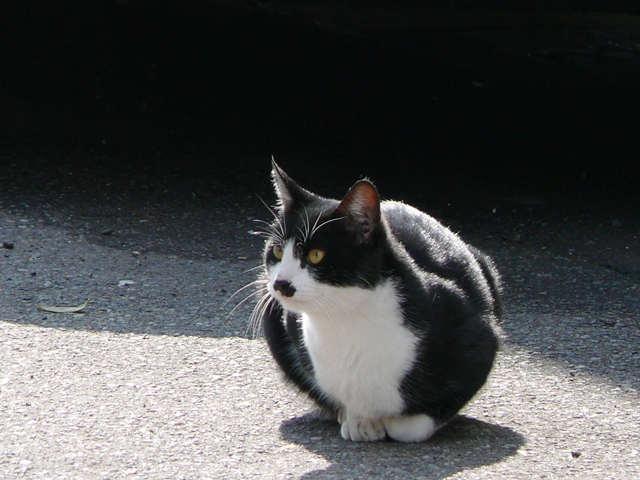芦原温泉にいた猫
