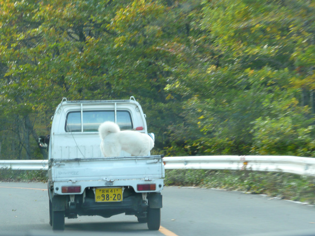 荷台の白犬
